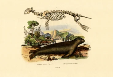 Foca del Capo